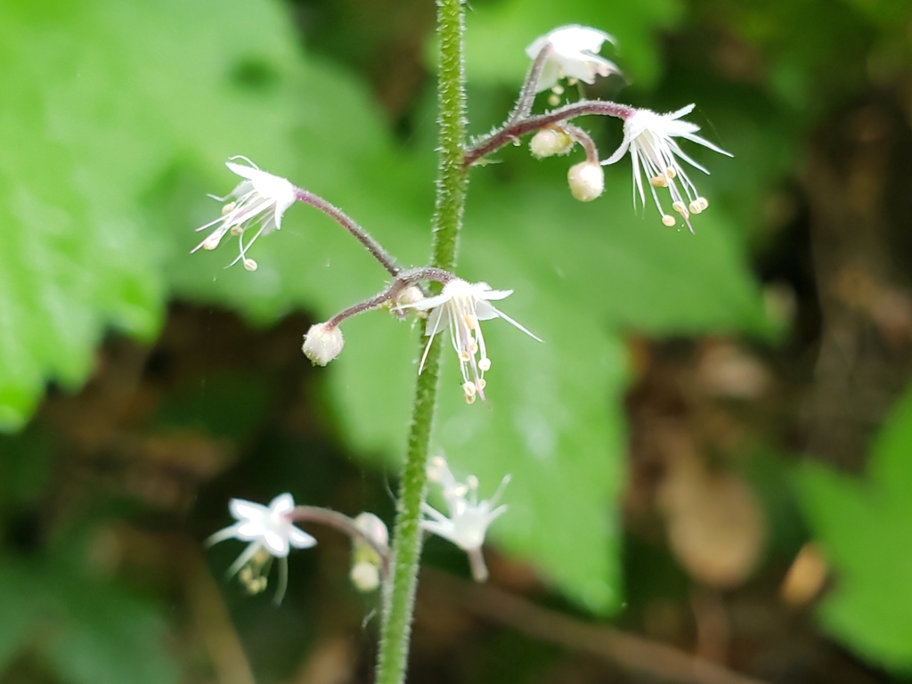 Tiarella trifoliata — parent species of Tiarella trifoliata var. trifoliata