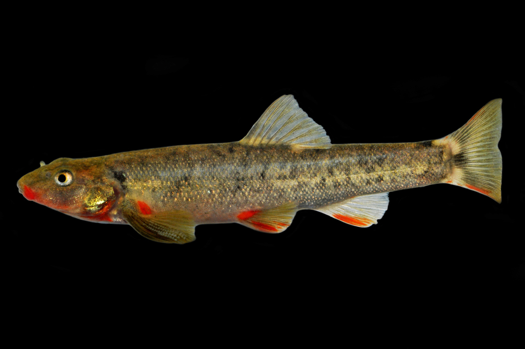 Tiaroga cobitis (Loach minnow), California species