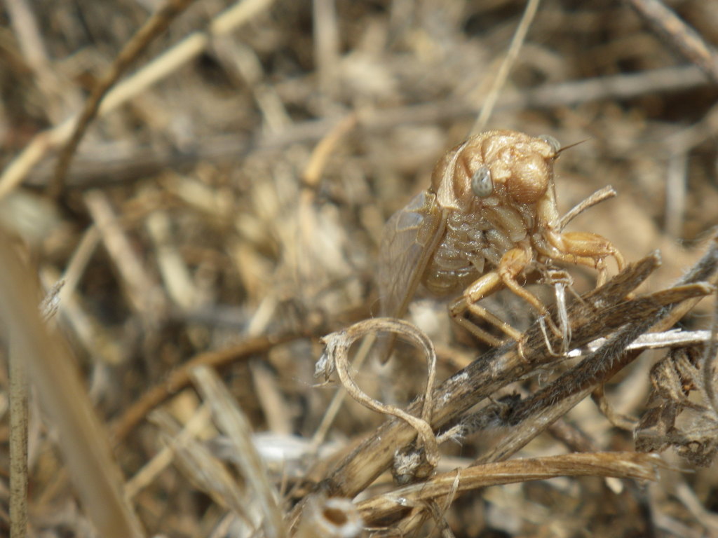 Tibicinoides pallidula, California species