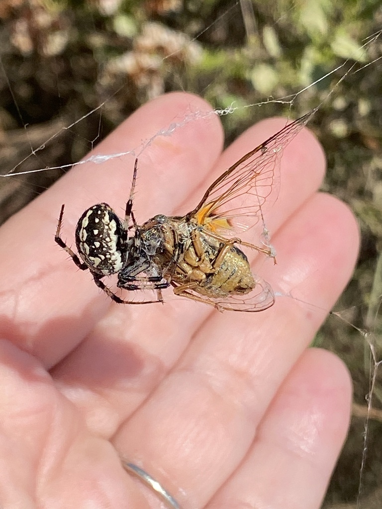 Tibicinoides vanduzeei (Van Duzee's Cicada), California species