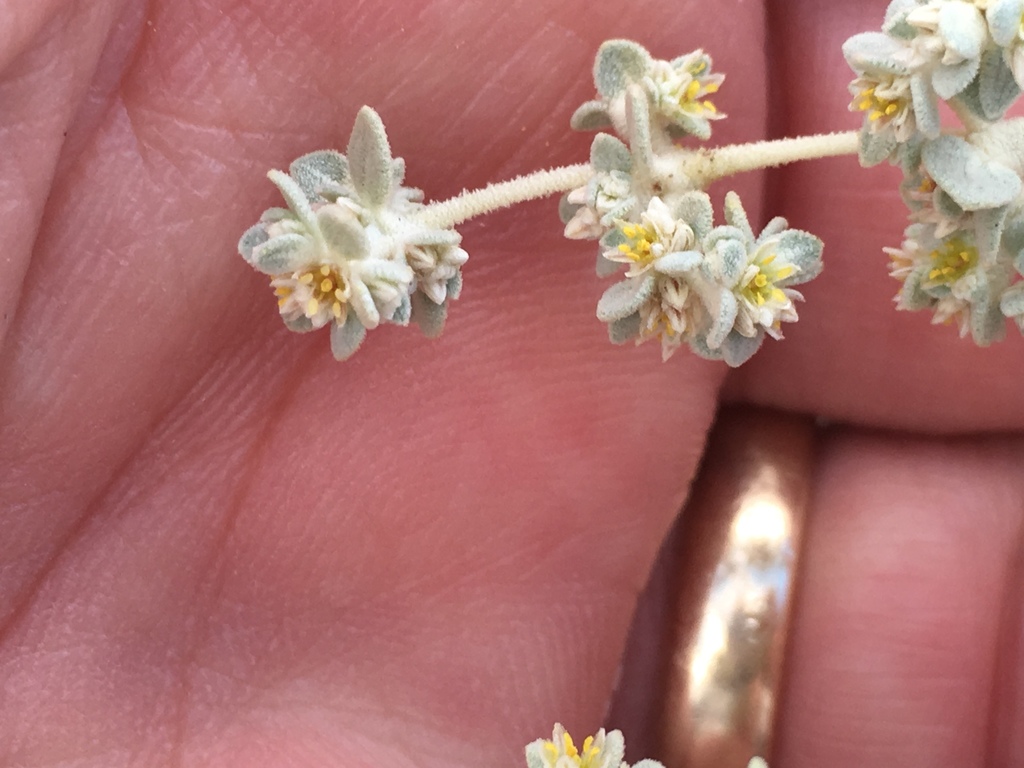 Tidestromia eliassoniana (Eliasson's woolly tidestromia), California species