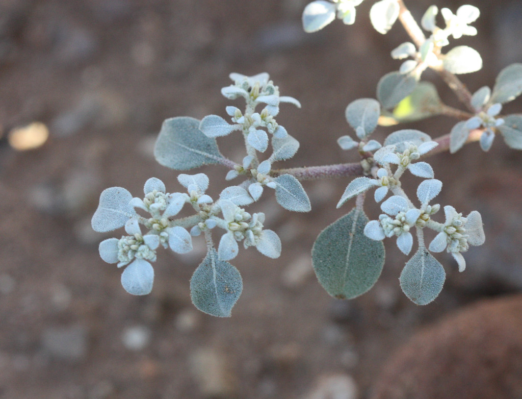 Tidestromia lanuginosa (Woolly tidestromia), native California herb