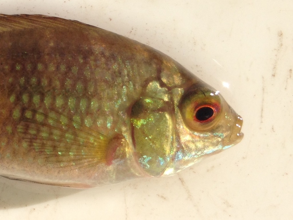 Tilapia zilli (Redbelly tilapia), California species