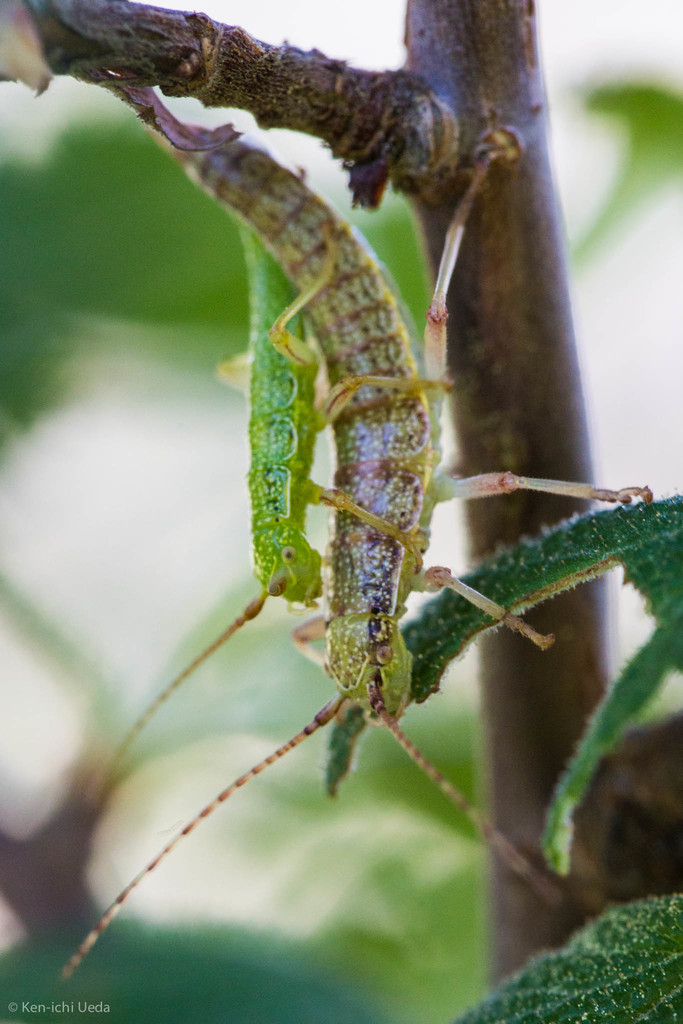 Timema californicum (California Timema), California species