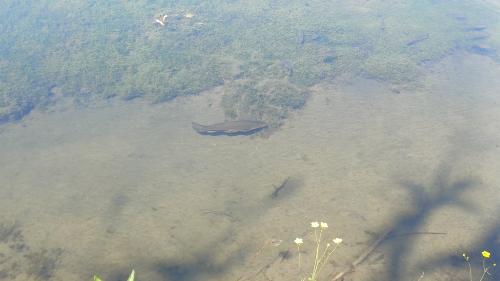 Tinca tinca (Tench), California species