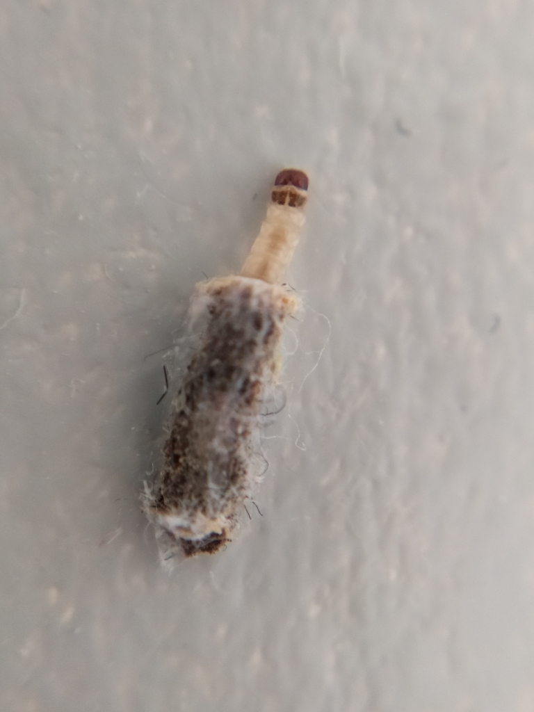 Tinea pellionella (Case-bearing Clothes Moth), California species