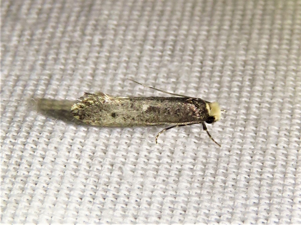 Tinea occidentella (Western Clothes Moth), California species