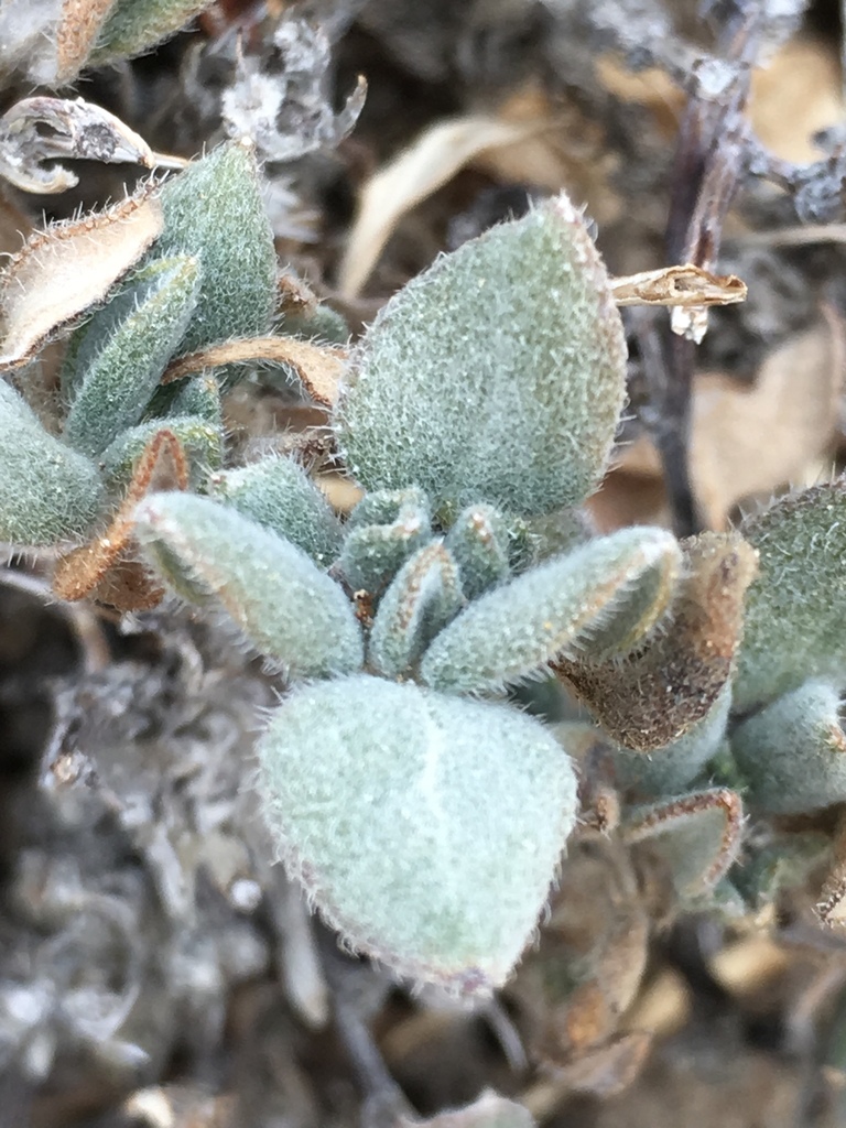 Tiquilia canescens var. pulchella (Chocolate mtns. coldenia), native California subshrub