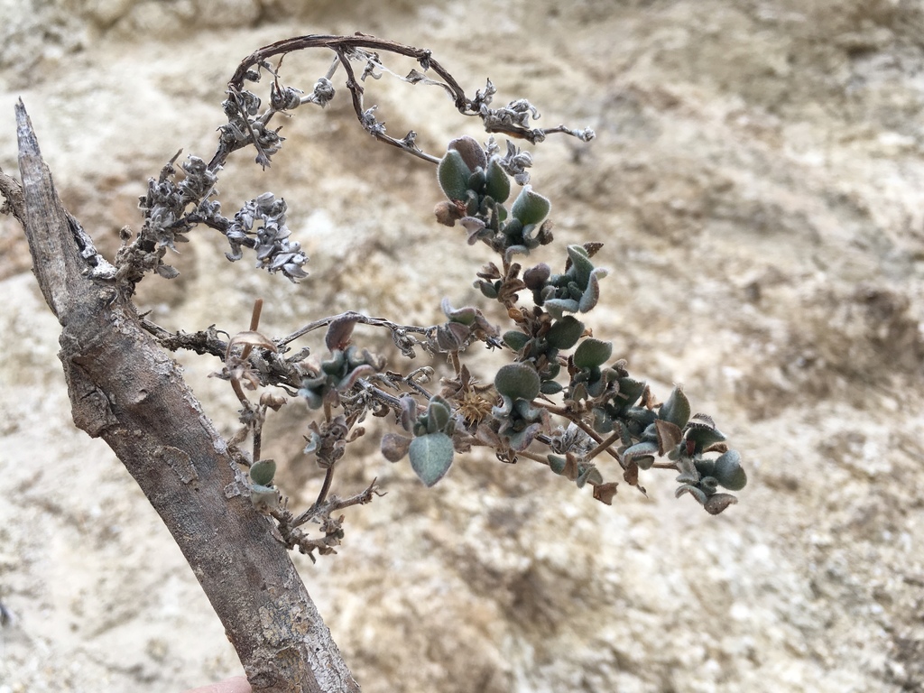Tiquilia canescens (Shrubby tiquilia), native California subshrub