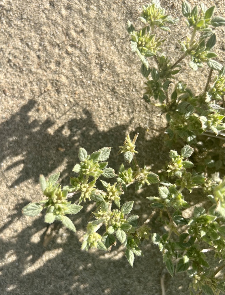 Tiquilia nuttallii (Annual tiquilia), native California herb