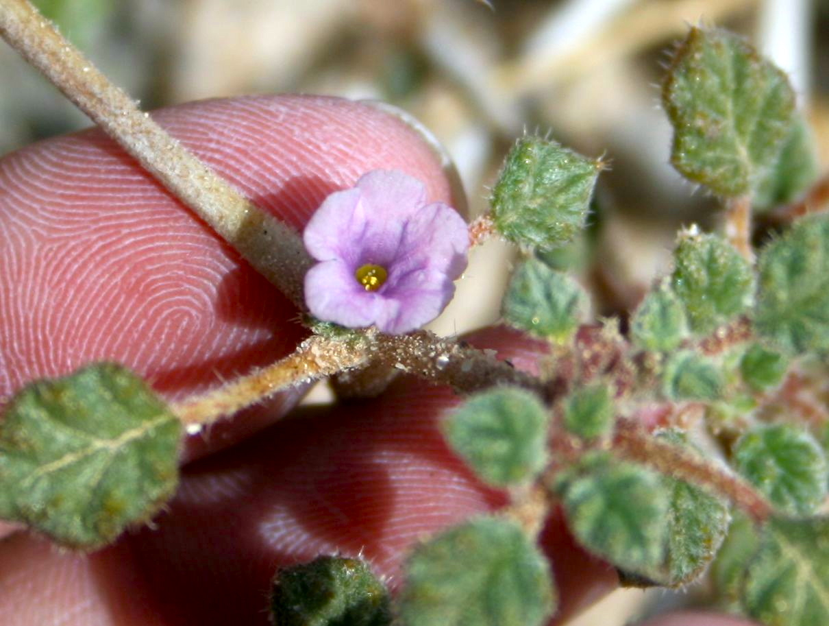 Tiquilia palmeri (Palmer's tiquilia), native California subshrub