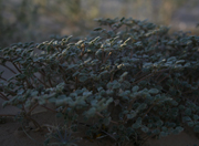Tiquilia plicata (Fan-leaved tiquilia), native California subshrub