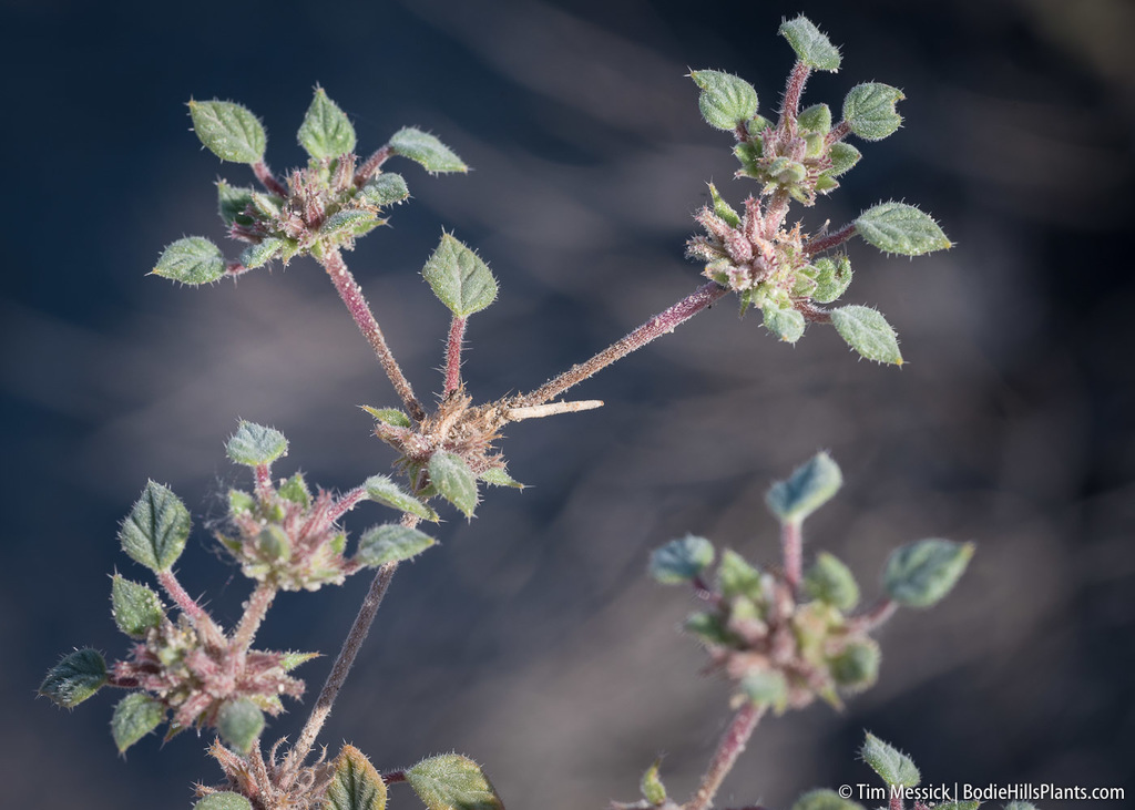 Tiquilia sp., native California annual