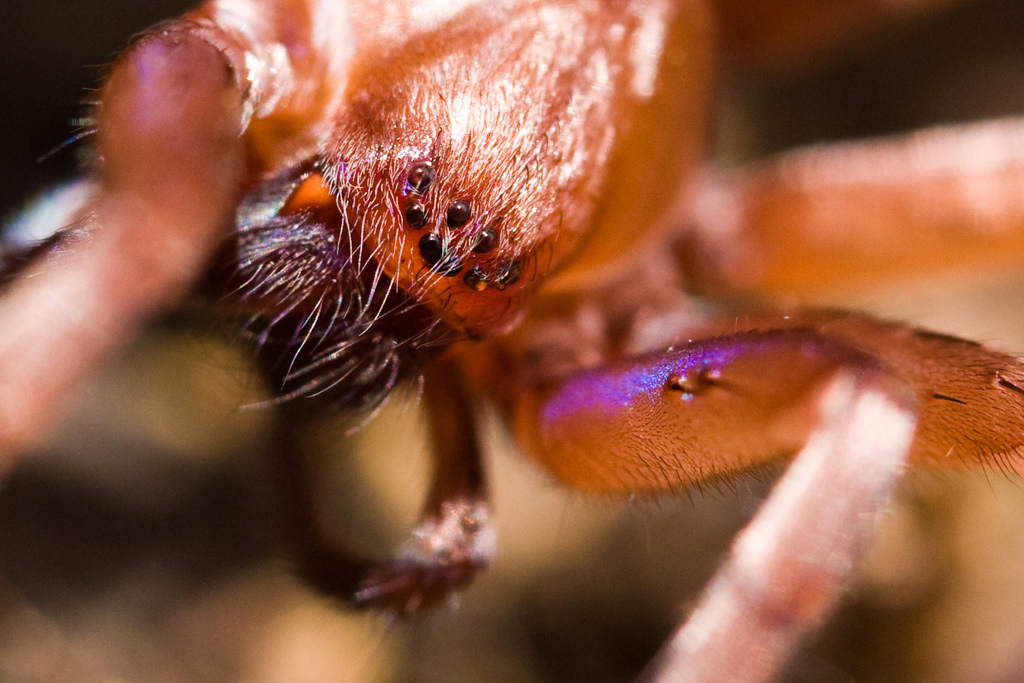 Titiotus californicus, California species