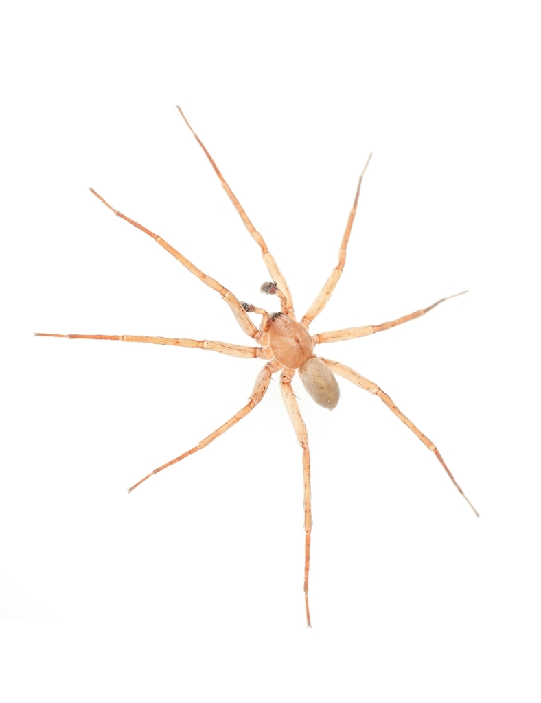 Titiotus costa, California species