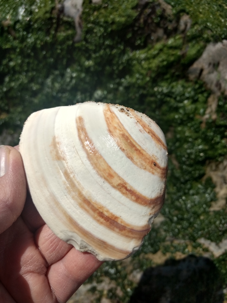 Tivela stultorum (Pismo Clam), California species
