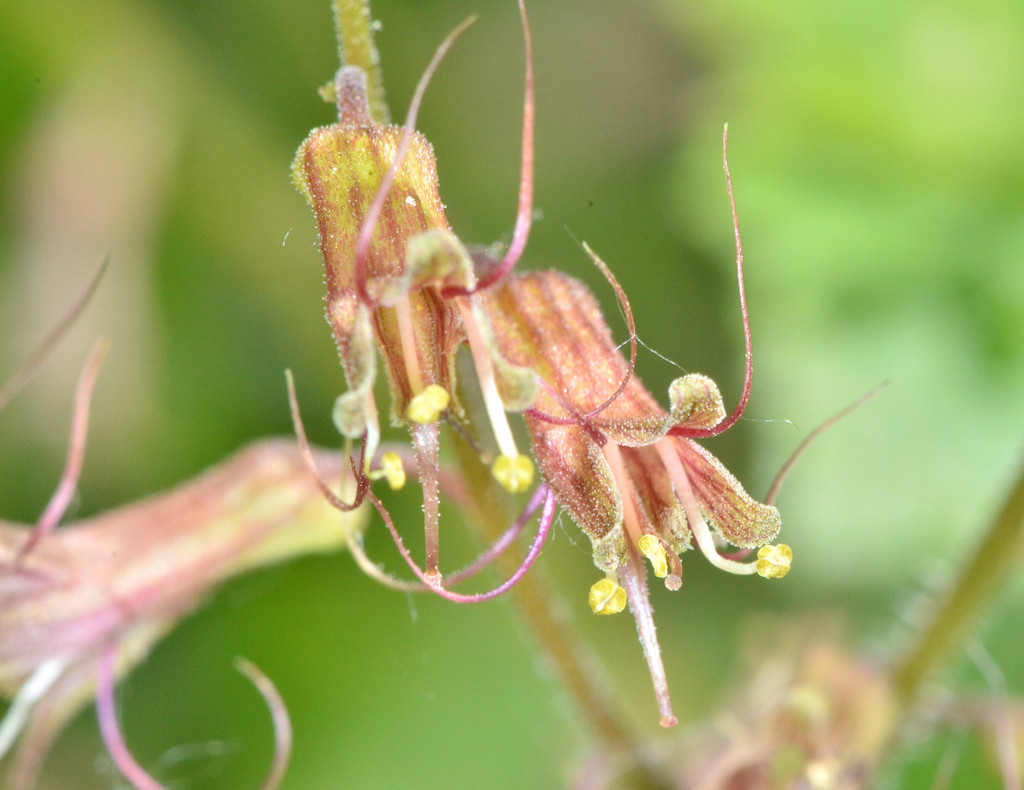 Tolmiea diplomenziesii, native California perennial