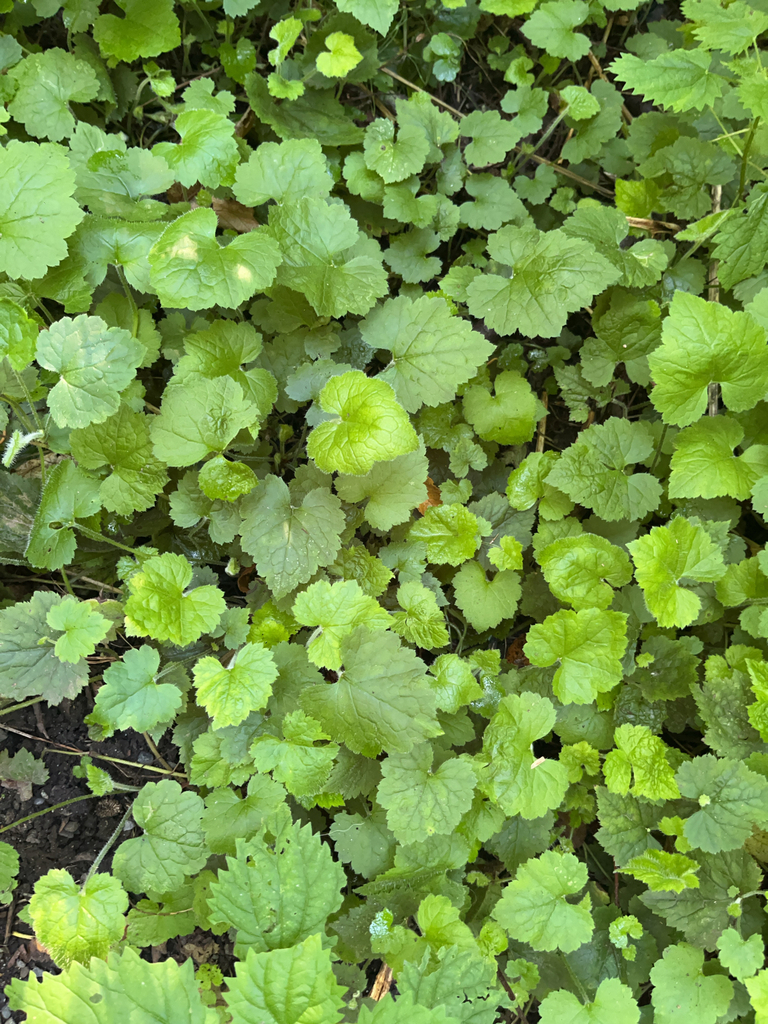 Tolmiea sp. (Pig-a-back plant), native California perennial