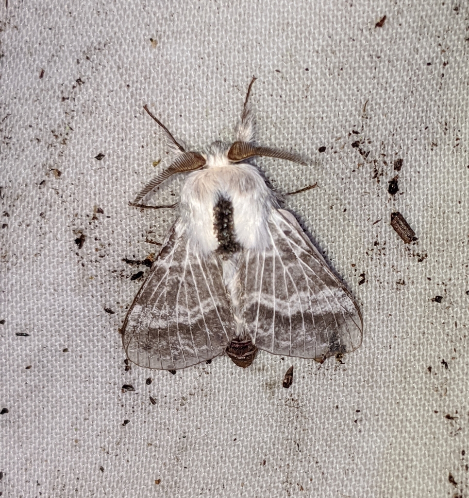 Tolype dayi, California species