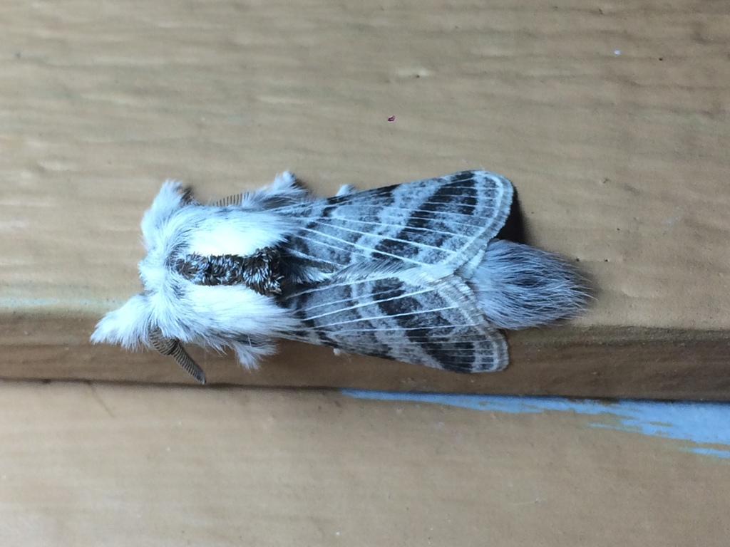 Tolype distincta, California species