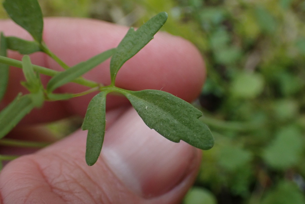 Tonella sp., native California annual