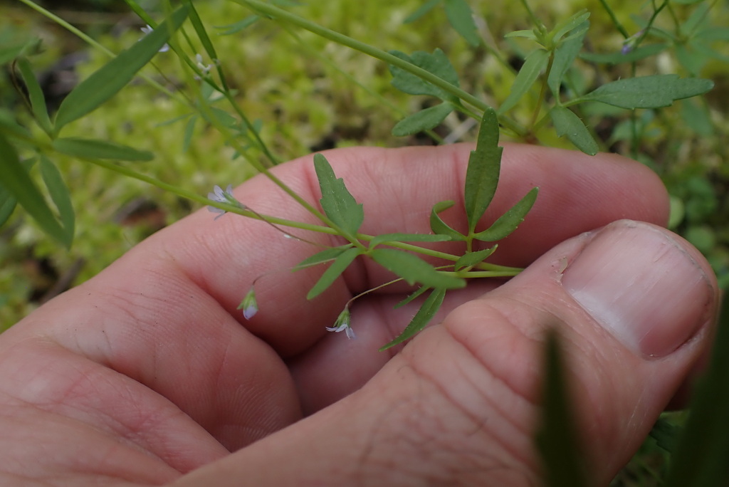 Tonella tenella (Lesser baby innocence), native California herb