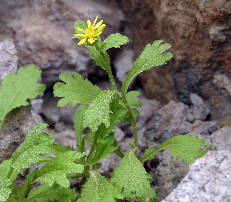 Tonestus eximius (Tahoe tonestus), native California subshrub
