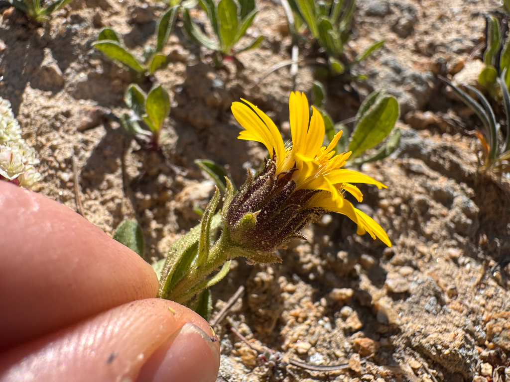 Tonestus lyallii (Lyall's tonestus), native California herb