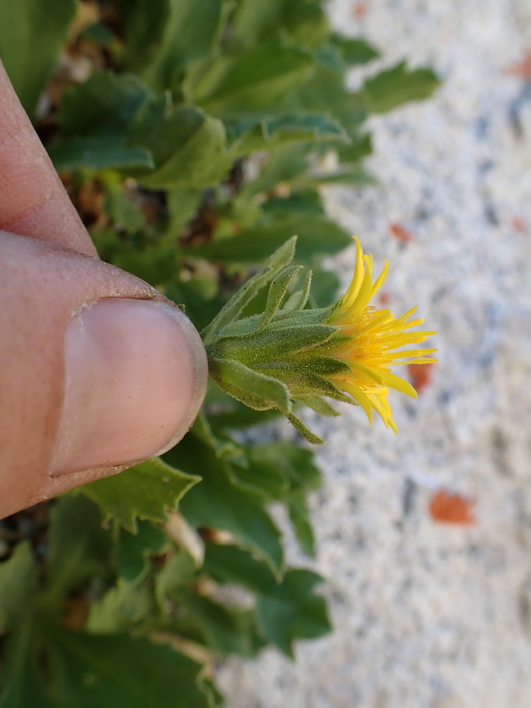 Tonestus peirsonii (Peirson's tonestus), native California subshrub
