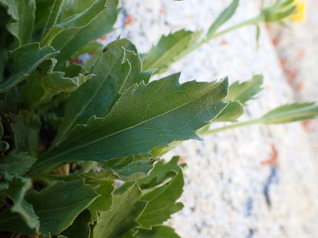 Tonestus sp., native California perennial