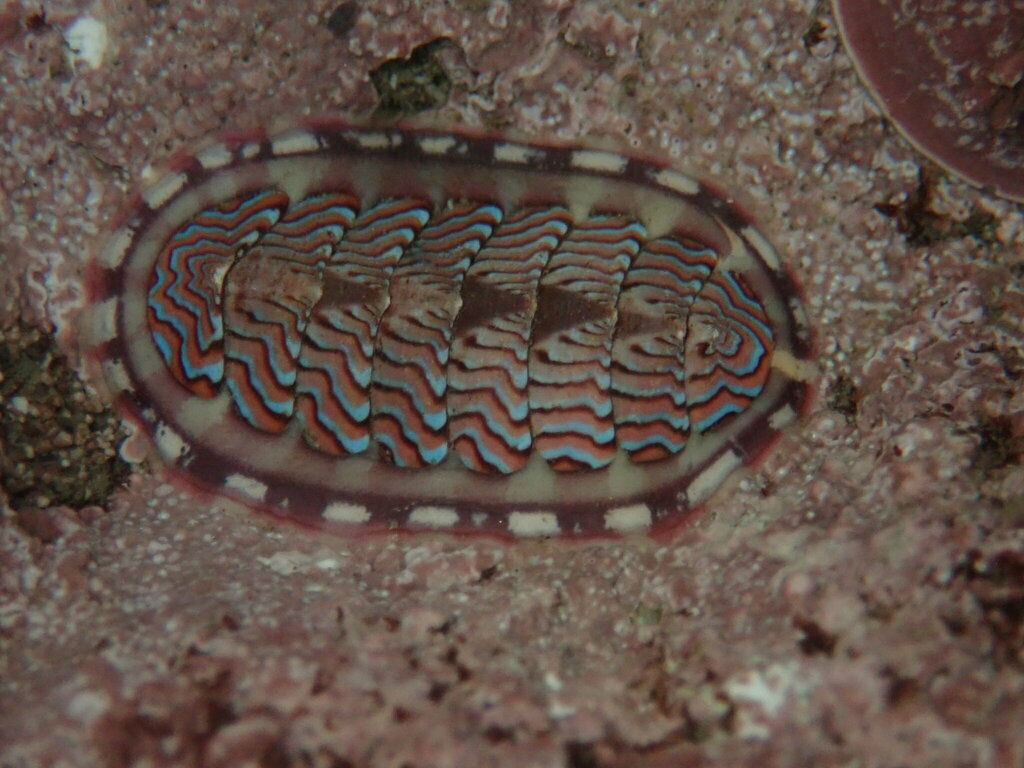 Tonicella lokii (Flame Lined Chiton), California species