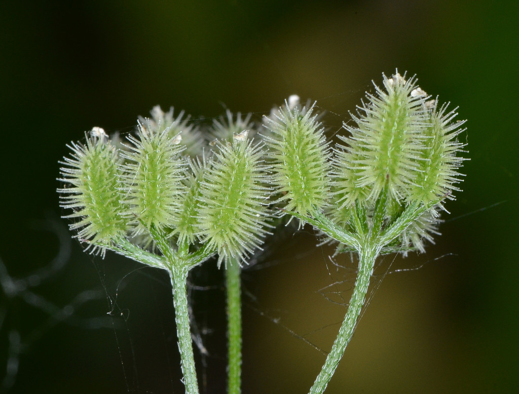 Torilis arvensis (Tall sock-destroyer), non-native California herb