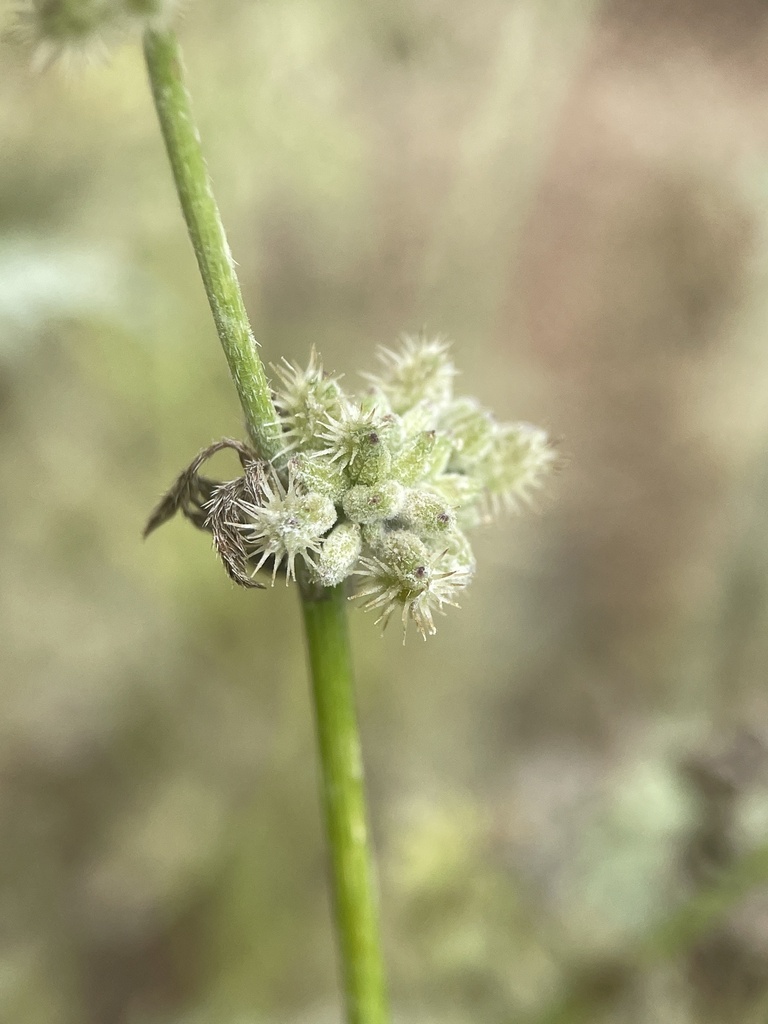 Torilis nodosa (Short sock-destroyer), non-native California herb