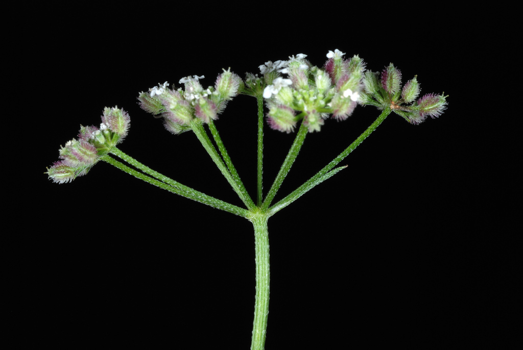 Torilis sp., non-native California annual