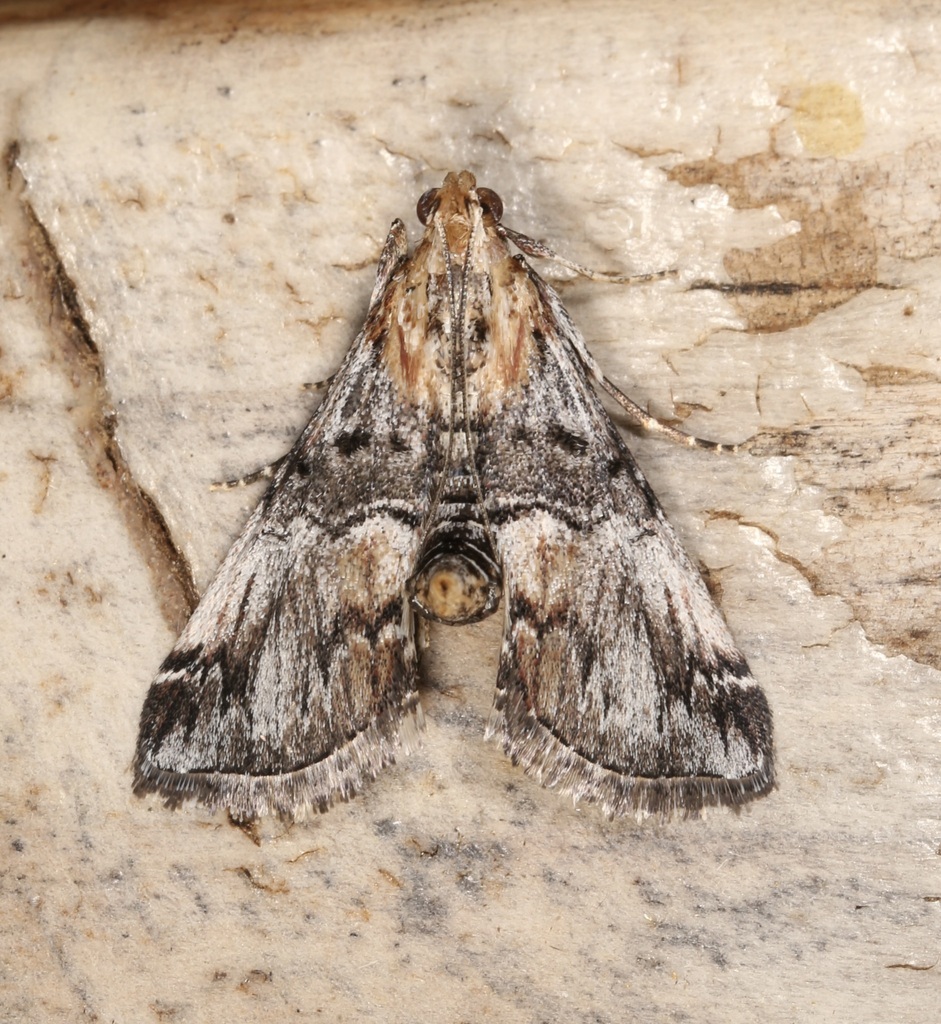 Toripalpus trabalis, California species