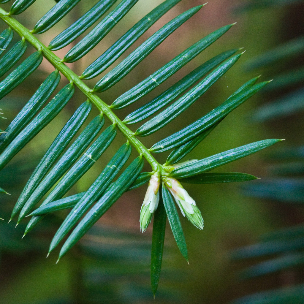 Torreya californica (California-nutmeg), native California tree
