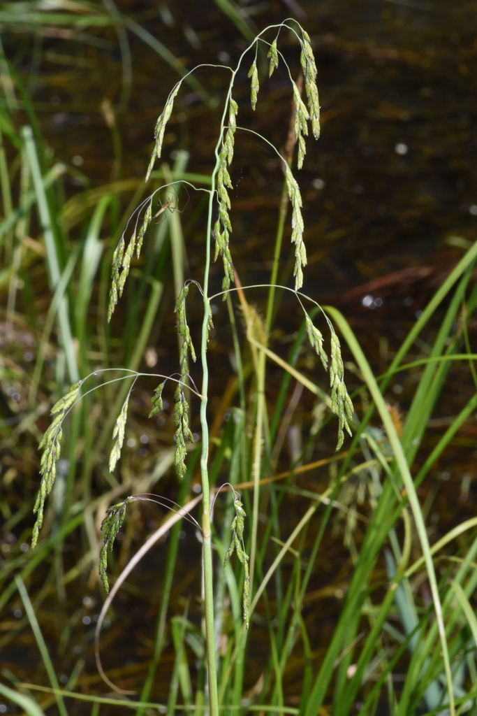 Torreyochloa pallida var. pauciflora (Weak manna grass), native California grass