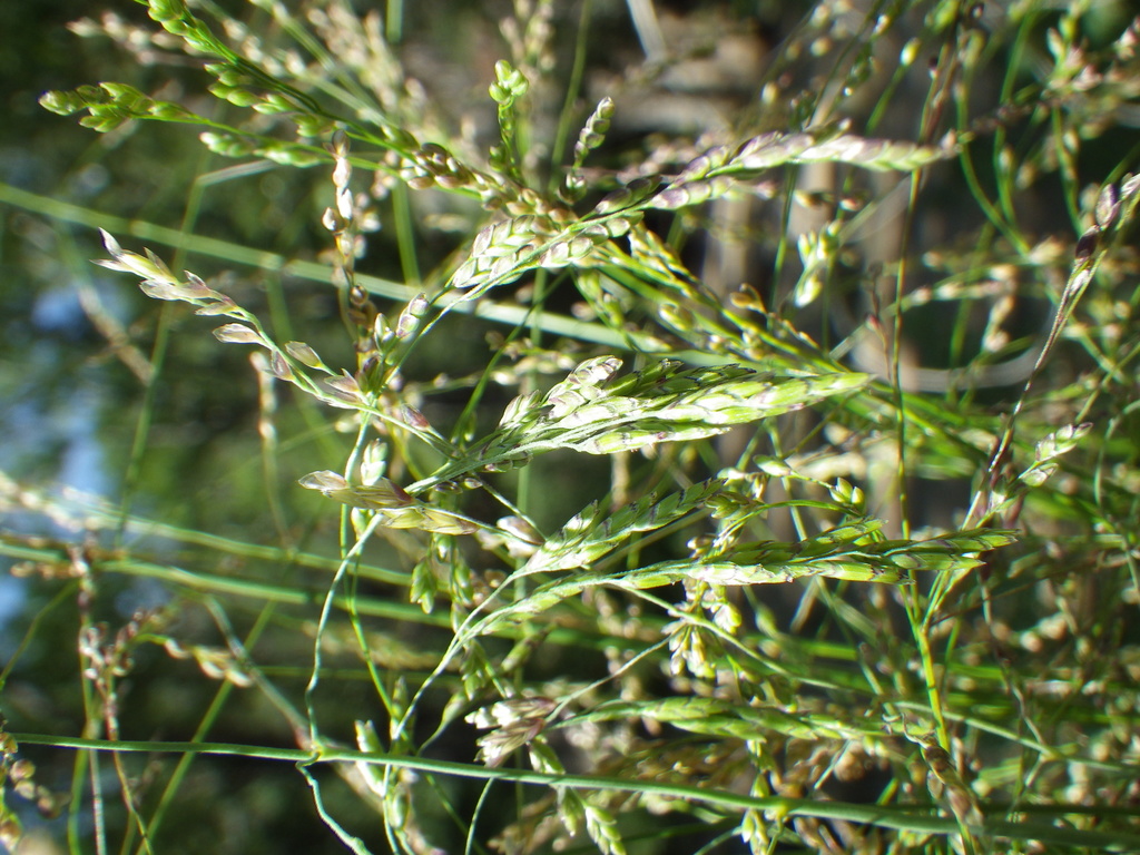 Torreyochloa sp. (False manna grass), native California perennial