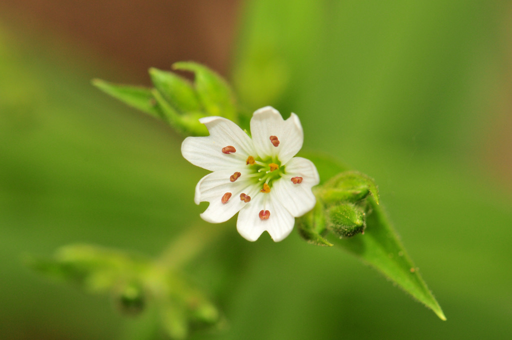 Torreyostellaria jamesiana (Tuber starwort), native California herb