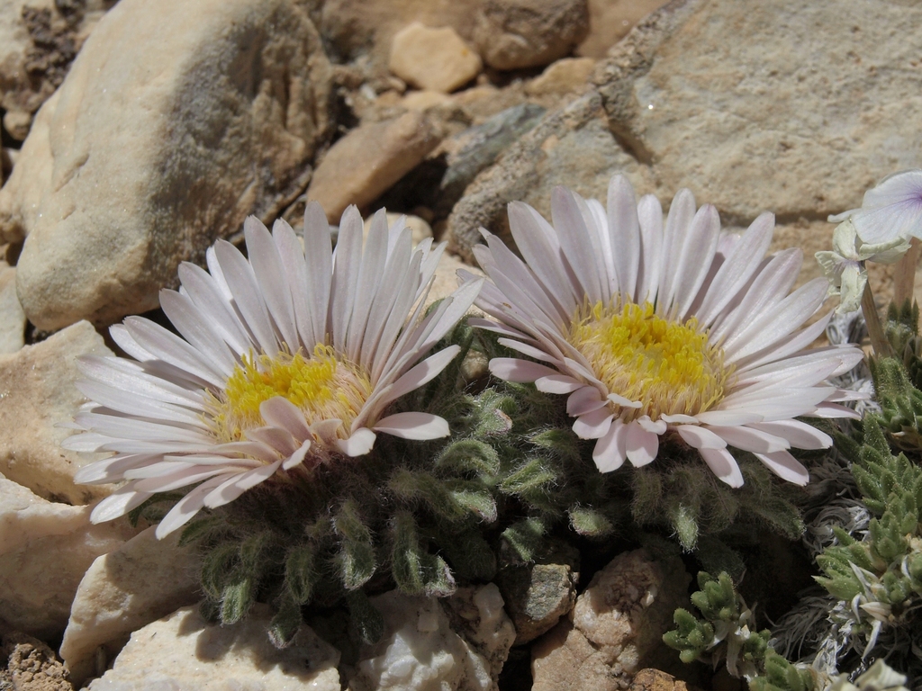 Townsendia condensata (Cushion townsendia), native California herb