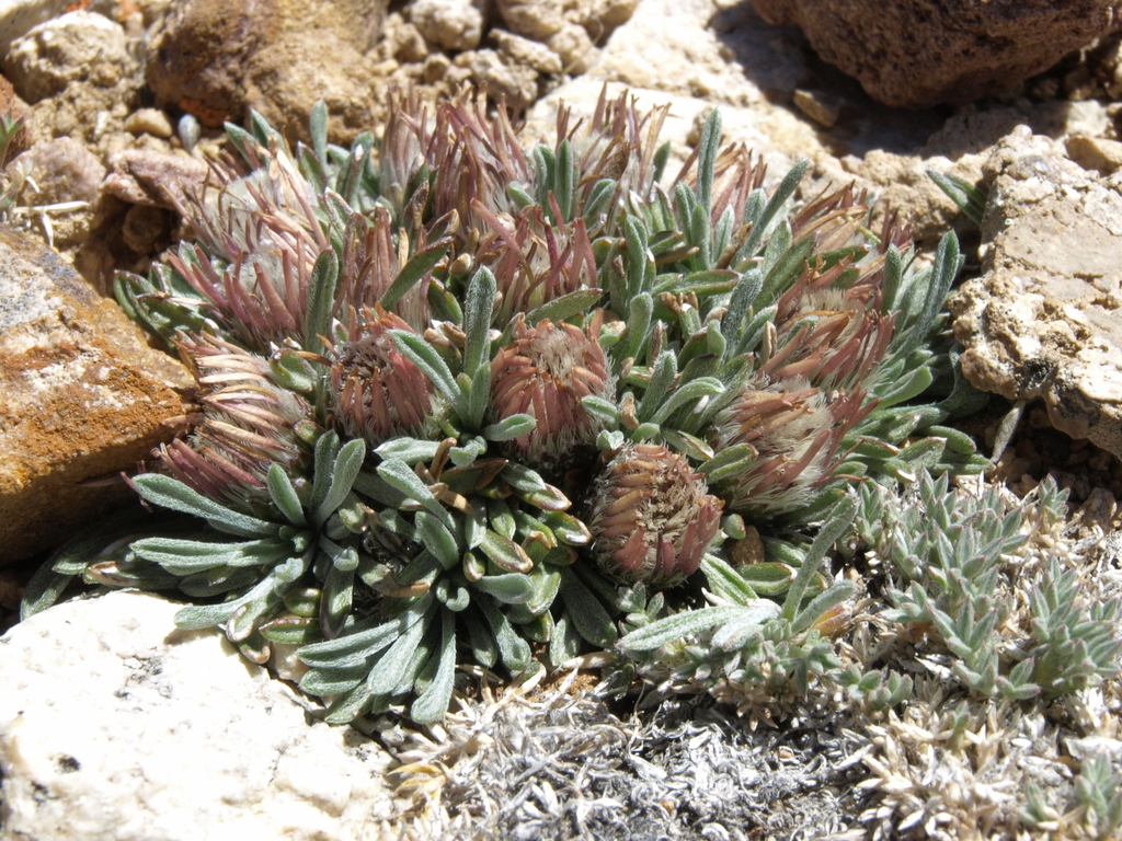 Townsendia leptotes (Slender townsendia), native California herb