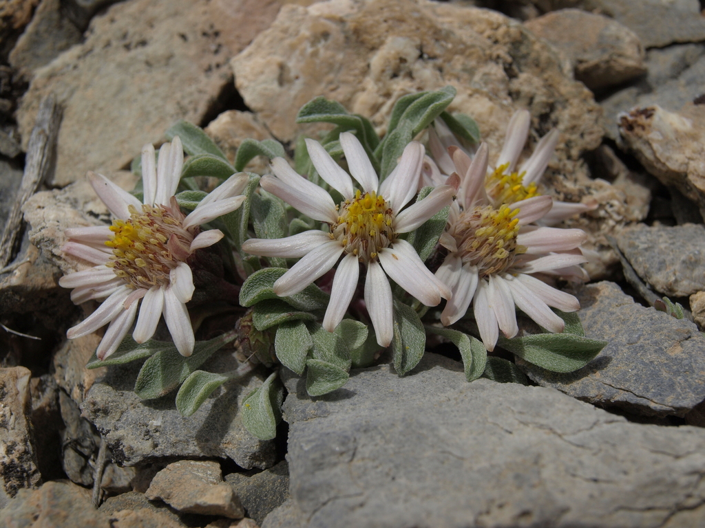 Townsendia scapigera (Tufted townsend daisy), native California herb