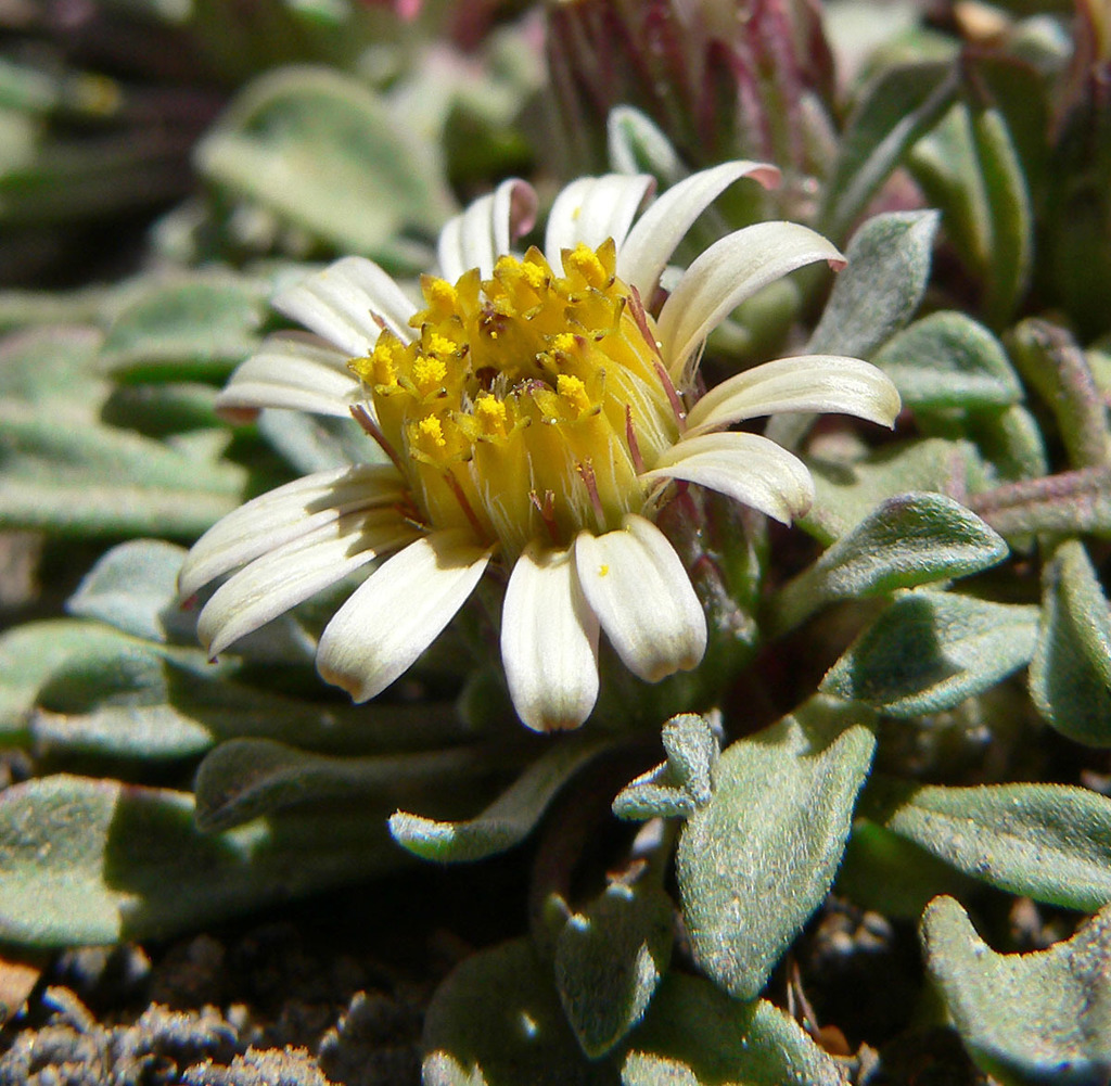 Townsendia sp., native California perennial