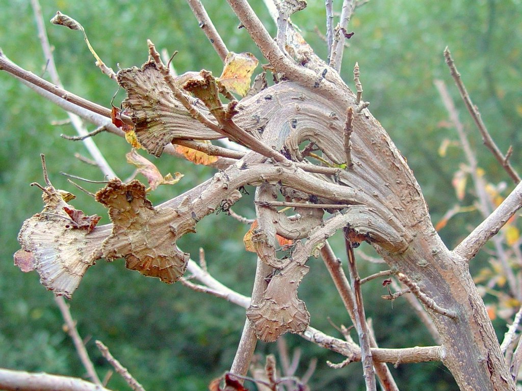 Toxicodendron diversilobum (Western poison oak), native California shrub