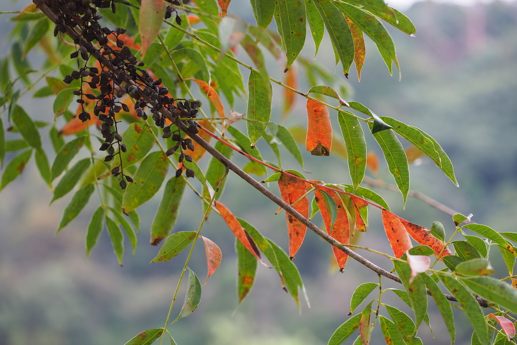 Toxicodendron sp. (Poison oak), native California shrub