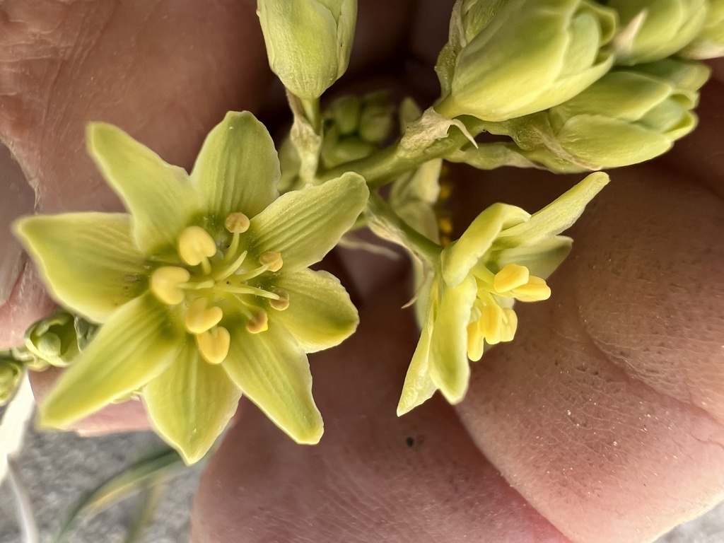 Toxicoscordion brevibracteatum (Desert death camas), native California herb