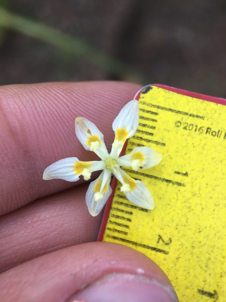 Toxicoscordion exaltatum (Giant death camas), native California herb