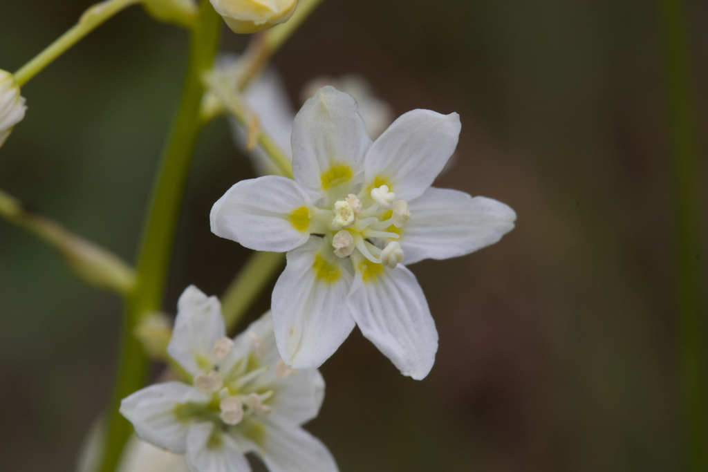 Toxicoscordion fontanum (Marsh zigadenus), native California perennial