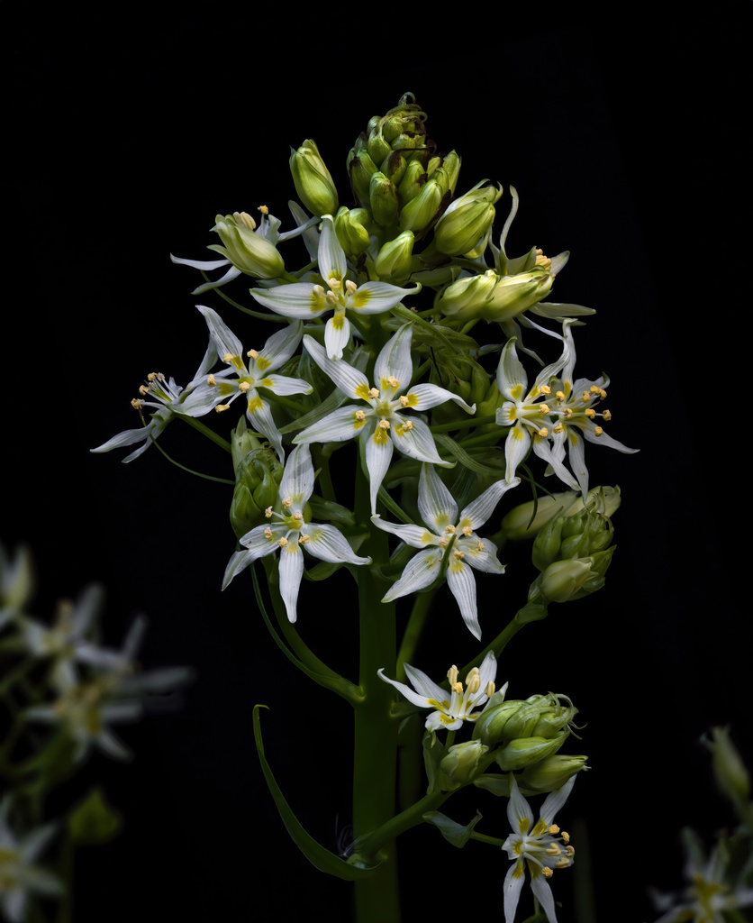Toxicoscordion fremontii (Fremont's death camas), native California herb
