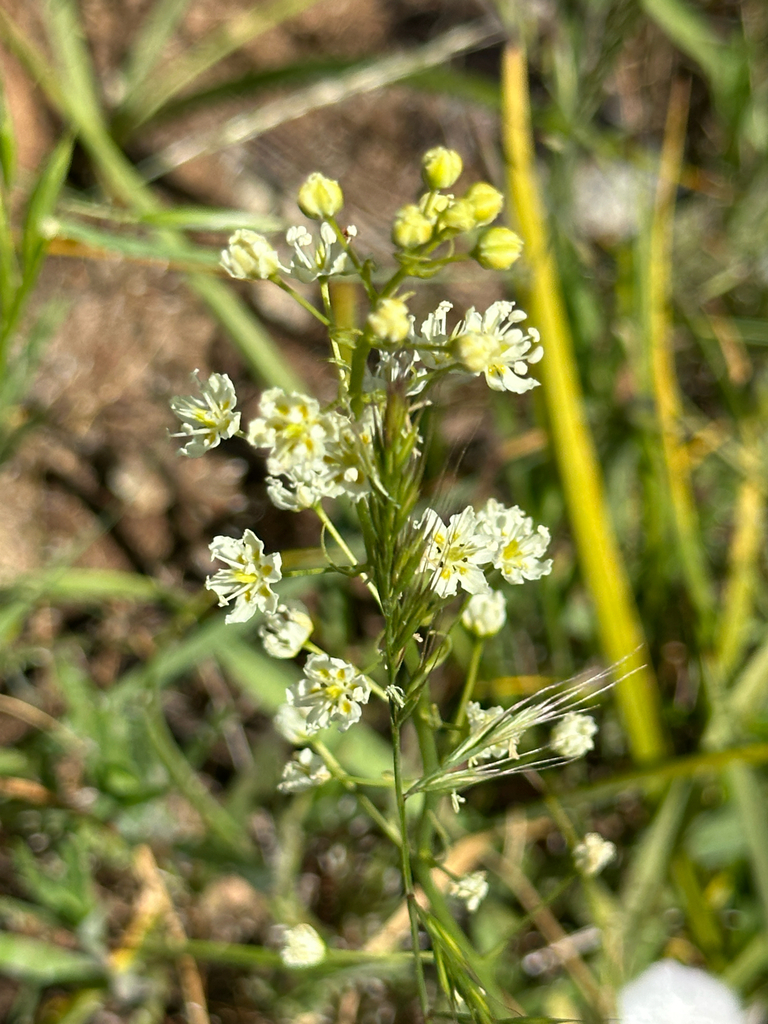 Toxicoscordion micranthum (Small flowered star lily), native California herb